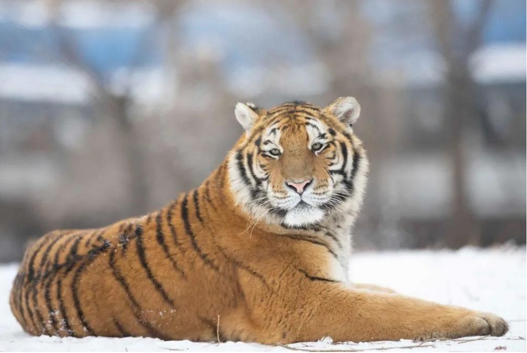 数量最多的虎、个头最大的虎……都是什么虎？_新华报业网